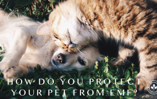 How Do You Protect Your Pet From EMF?