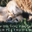 How Do You Protect Your Pet From EMF?